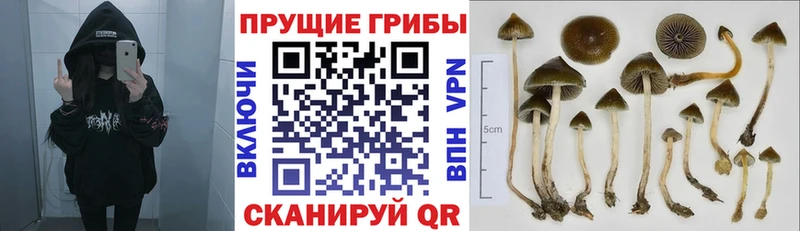 Галлюциногенные грибы Cubensis Усть-Катав